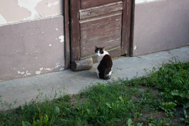 Kırsalda siyah benekli beyaz kedi