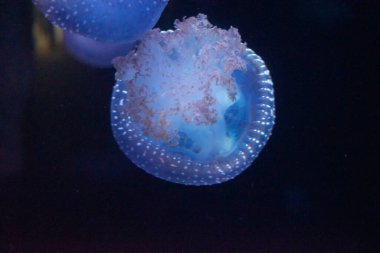 Water jellyfish in the aquarium