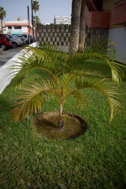 Palmiye ağaçları ekilmiş tohumlar.