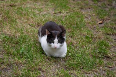 Güzel yeşil bir arka plan ve bir kedi.