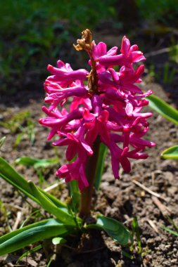 Bahçedeki pembe doğal sümbüller.