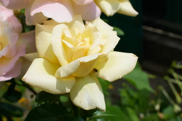 Tozlanmış arılı sarı çiçek