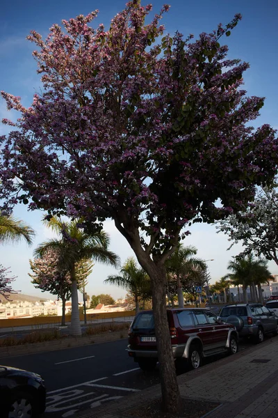 Pembe çiçeklerle çiçek açan ağaç.