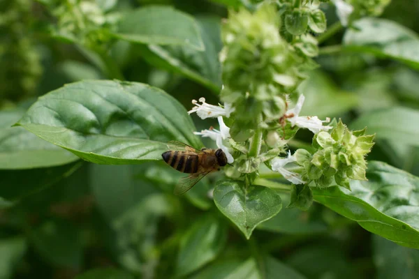 Doğada döllenen arılarla çiçekler