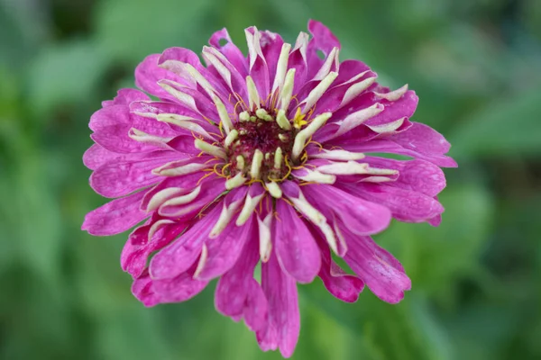 Purple Flower Bloom Fine Petals — Stock Photo, Image