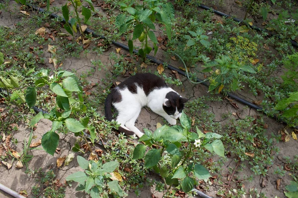 Vit Katt Med Svarta Prickar Landet — Stockfoto