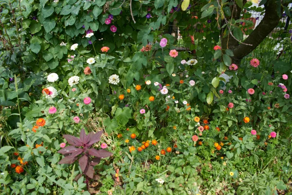 Bahçede bir sürü çiçek var.