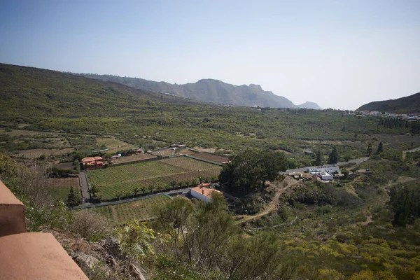 Tenerife adasında muz yetiştiriciliği