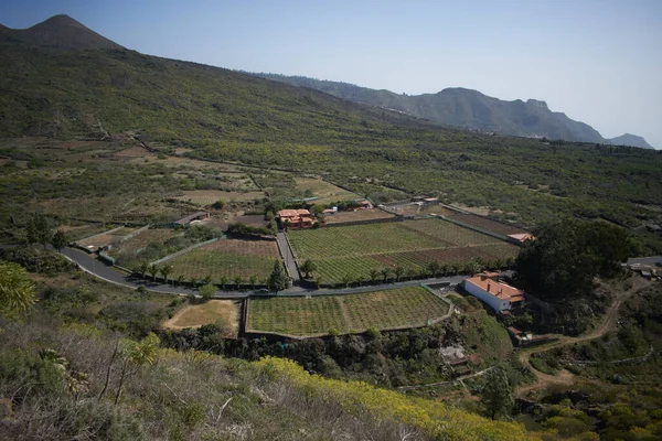 Tenerife adasında muz yetiştiriciliği