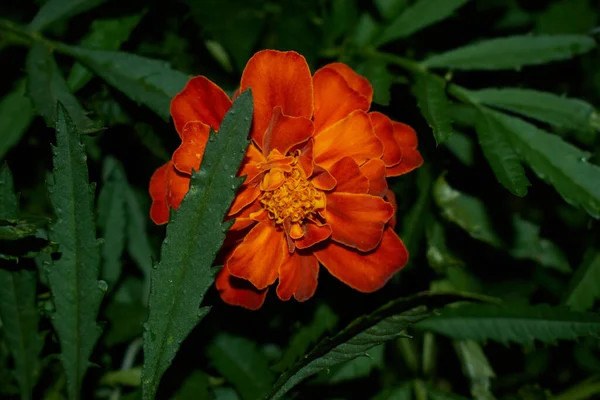 Fleur Orange Avec Pétales Fleuris — Photo