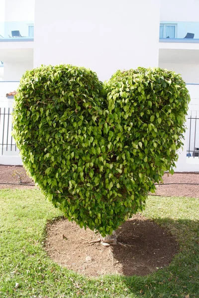 Shrub tree with heart-shaped leaves