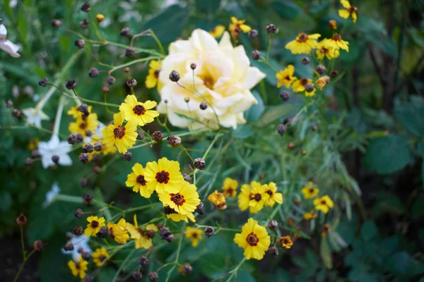 Маленькие Желтые Цветы Саду — стоковое фото