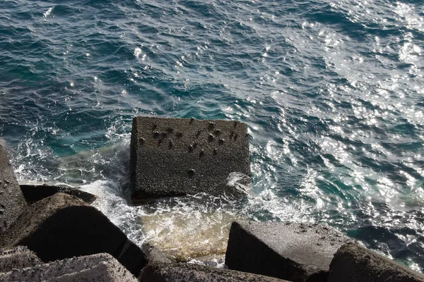 Tenerife Sahilinde Sazanlar — Stok fotoğraf