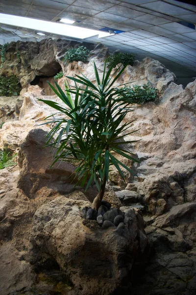 Dekorasyon için küçük doğal bir ağaç.