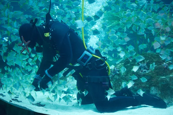 Cleaning the aquarium with seafood details