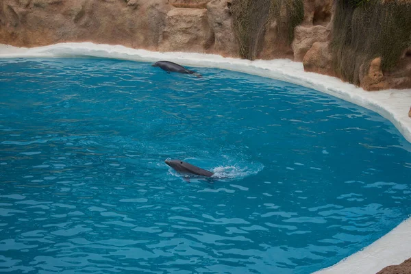 Dolphins do stunts in the pool