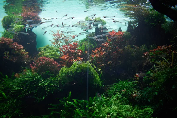 Fischherde Künstlichen Aquarium — Stockfoto