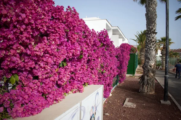 Pink Flowers Fence — Stock Photo, Image