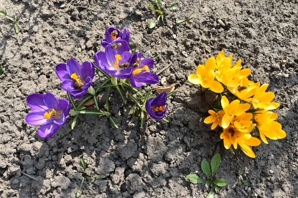 Gele Paarse Bloemen Die Bijen Bestuiven — Stockfoto