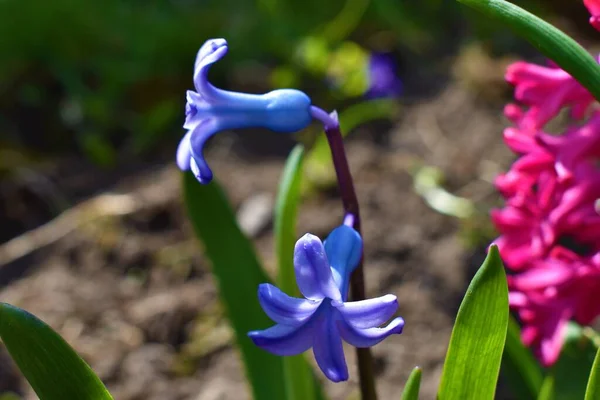 Bahçedeki doğal mor sümbül.