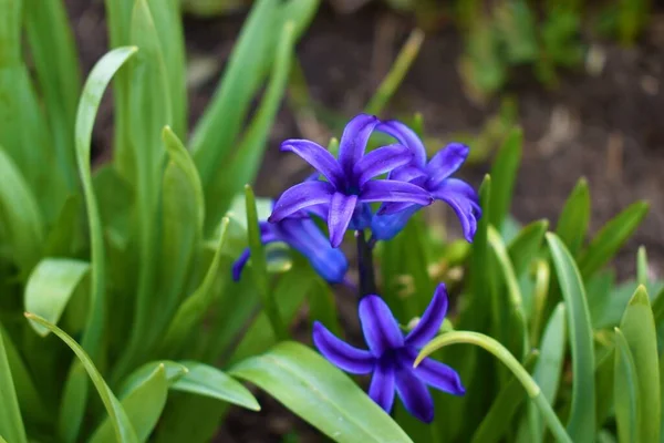 Bahçedeki doğal mor sümbül.