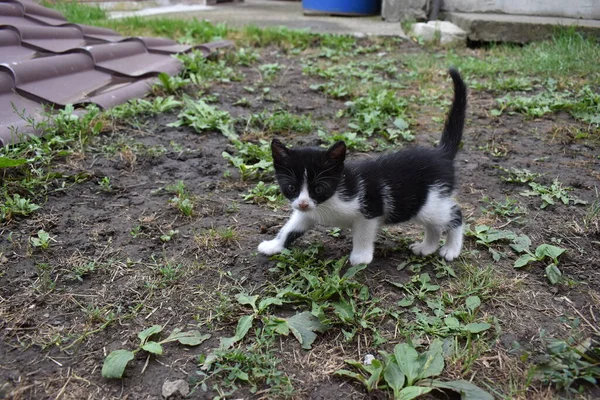 Gatinho Brincalhão Jardim — Fotografia de Stock