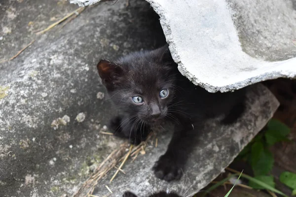 Bahçedeki neşeli kedi yavrusu