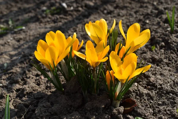 Gele Bloemen Die Bijen Bestuiven — Stockfoto