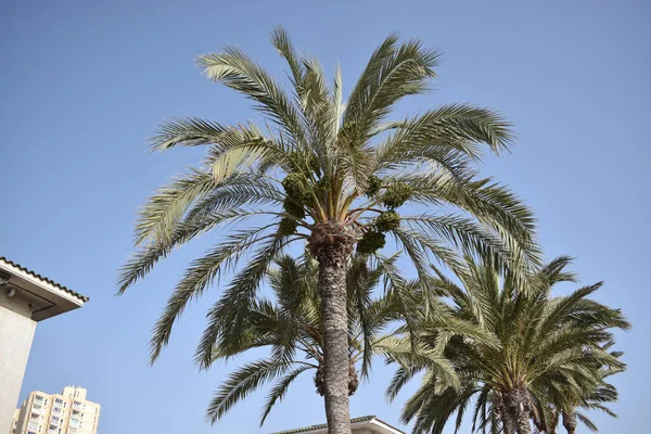 Taze meyveli palmiye ağacı