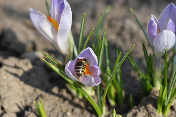 Paarse Bloemen Die Bijen Bestuiven — Stockfoto