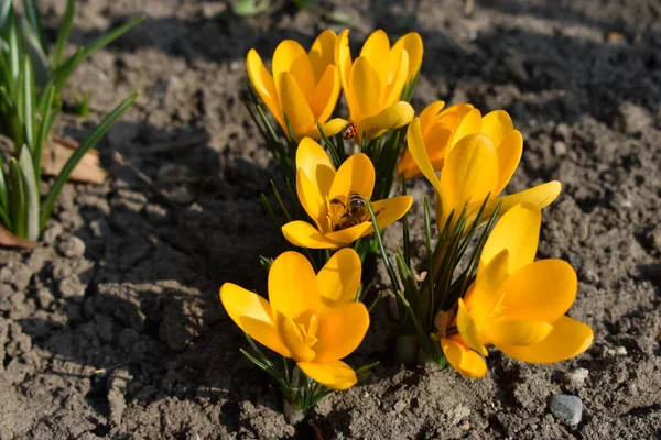 Gele Bloemen Die Bijen Bestuiven — Stockfoto