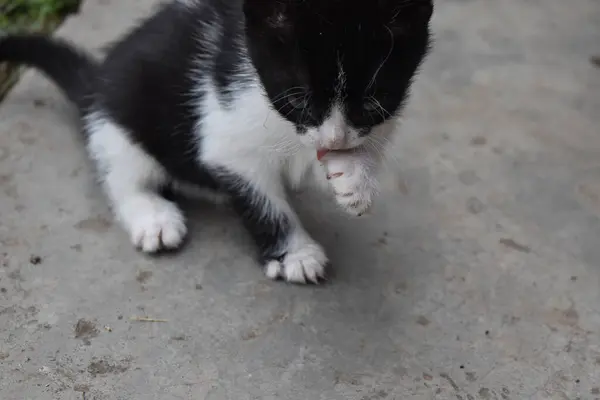 Gatito Juguetón Jardín —  Fotos de Stock