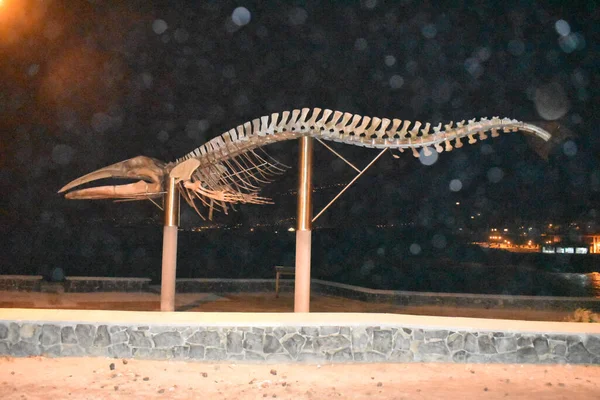 Pasifik Okyanusu 'ndan balina kemikleri.