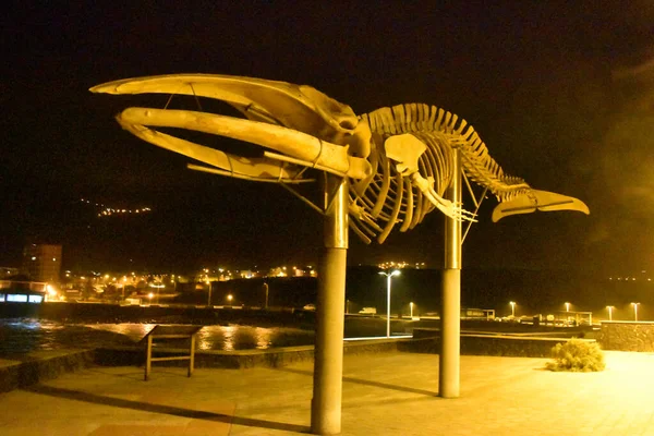 Pasifik Okyanusu 'ndan balina kemikleri.