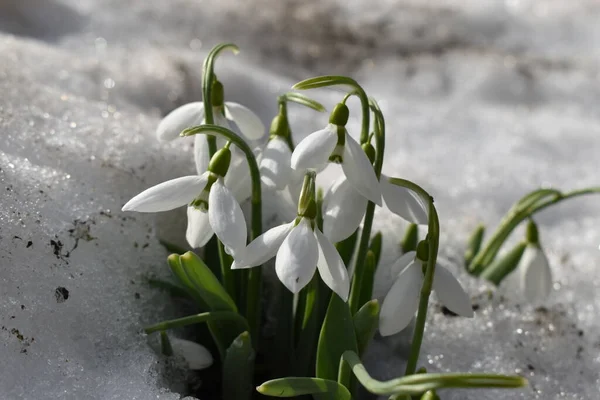 Kar damlaları kışın karla açar