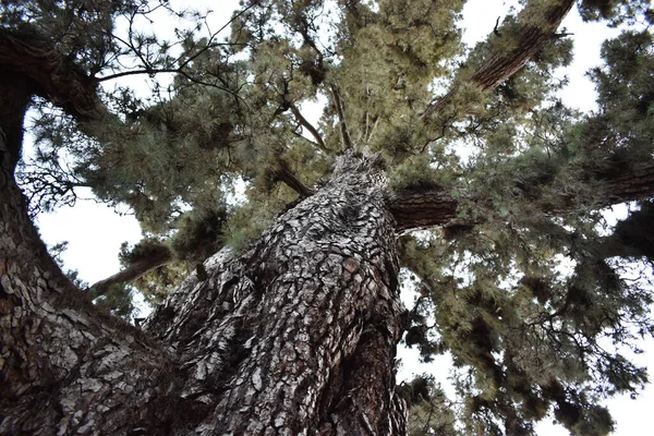細密な質感の巨木 — ストック写真