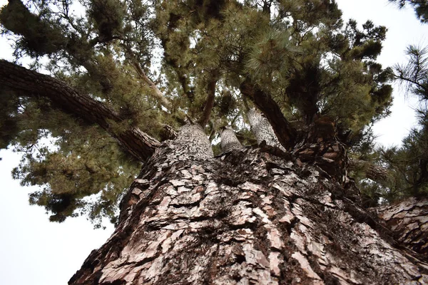 細密な質感の巨木 — ストック写真