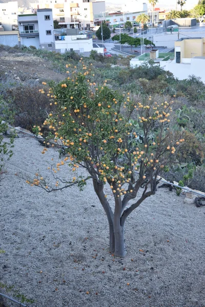 Orange Tree Island Tenerife — Stock Photo, Image