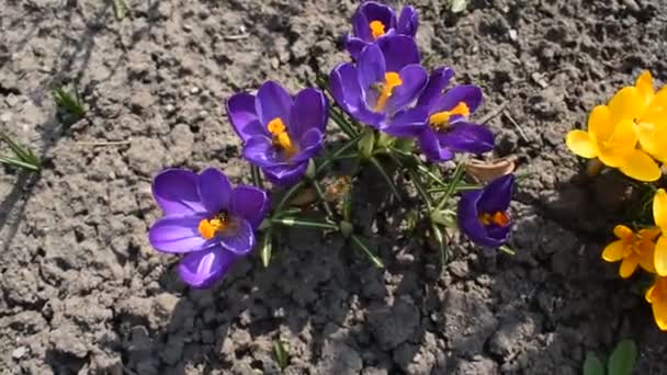 Abejas polinizando flores amarillas y púrpuras — Vídeos de Stock