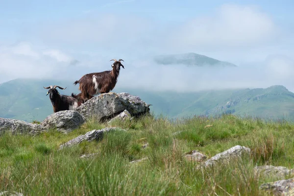 Small herd of goats for producing artisanal and organic French cheese from the Basque country in the Pyrenees mountains south west France