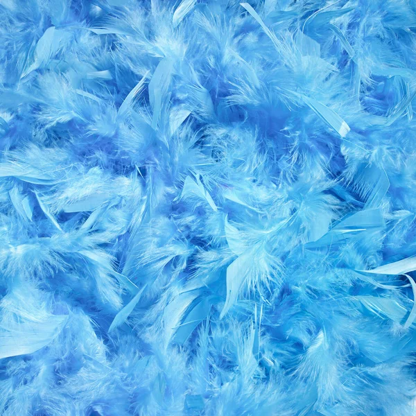 Flauschiger Hintergrund Blaue Federn — Stockfoto