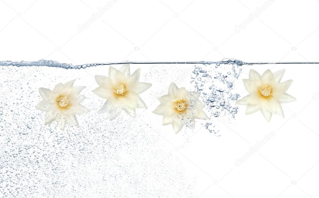 Flowers under water