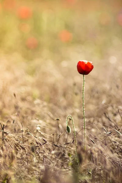 Koloskov alanda yalnız haşhaş