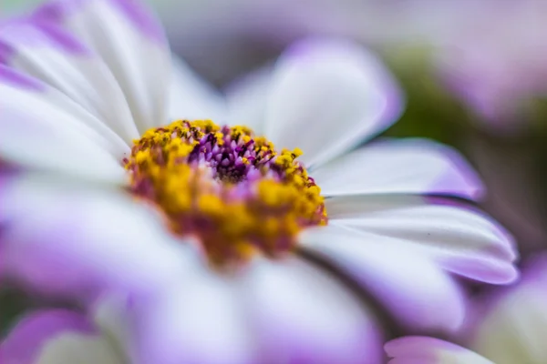 Bahar çiçek - papatya mor yaprakları ile