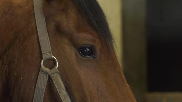 A craftsman farrier replace horseshoes — Stock Video