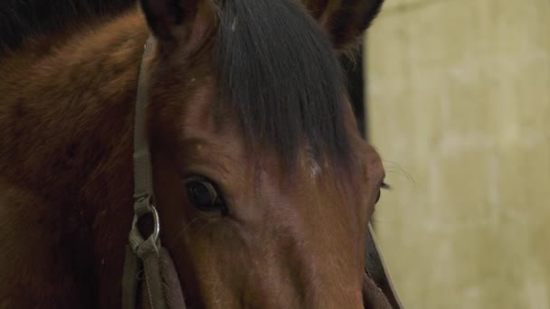 A craftsman farrier replace horseshoes — Stock Video