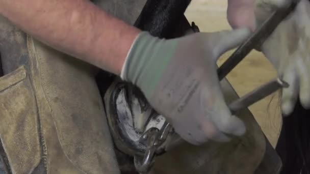 Un herrero artesano sustituye a las herraduras — Vídeo de stock