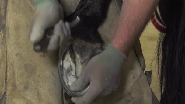 Un artisan maréchal remplacer les fers à cheval — Video