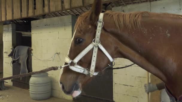 Een ambachtsman hoefsmid vervangen hoefijzers — Stockvideo