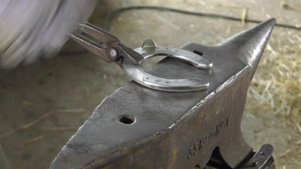 A craftsman farrier replace horseshoes — Stock Video